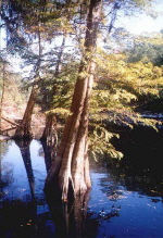 Suwannee River